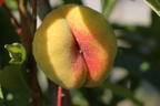 Pfirsich 'Sandwich Gelb' - Prunus persica 'Sandwich Gelb'