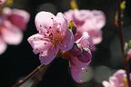 Pfirsich 'Sandwich Gelb' - Prunus persica 'Sandwich Gelb'