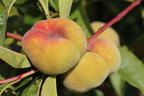 Pfirsich 'Sandwich Gelb' - Prunus persica 'Sandwich Gelb'