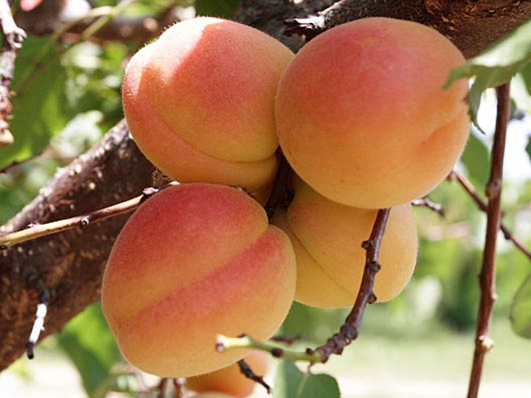 Pfirsich 'South Haven'