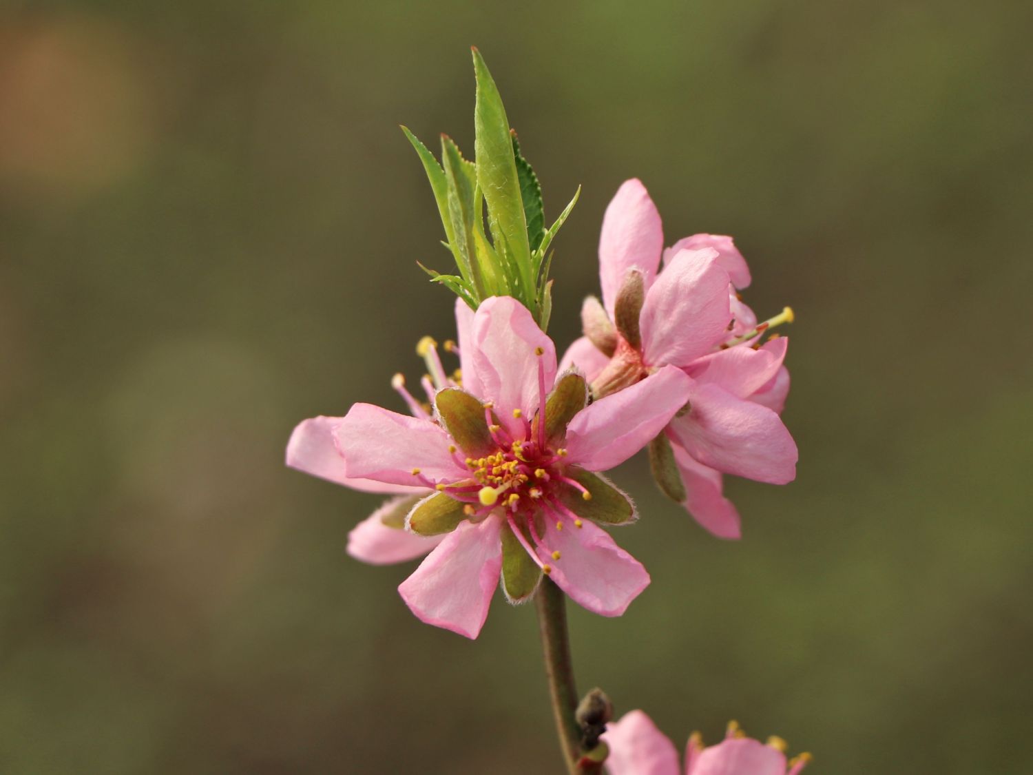 Pfirsich 'Suncrest' - Prunus persica 'Suncrest'