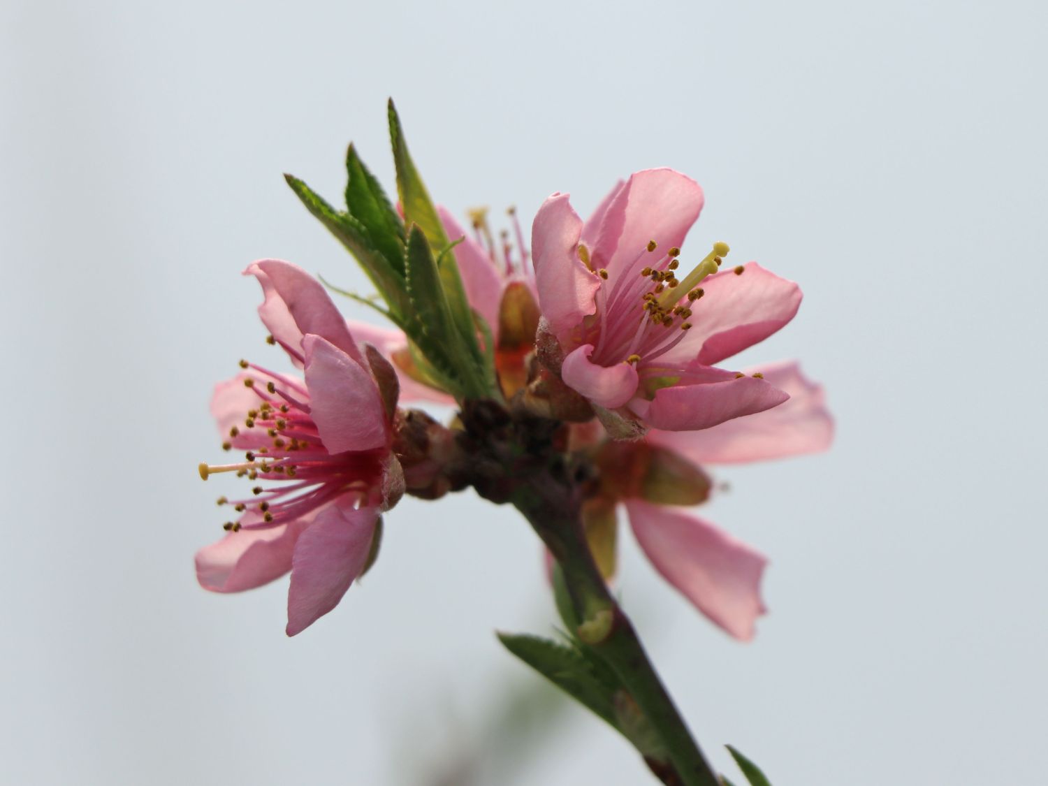 Pfirsich 'Suncrest' - Prunus persica 'Suncrest'