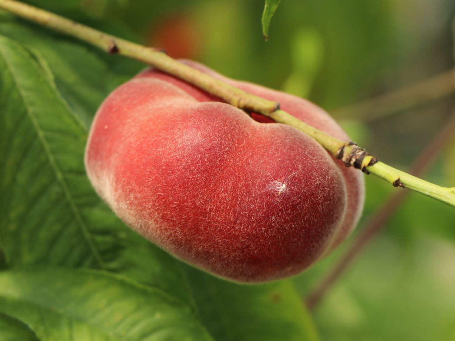 Tellerpfirsich / Plattpfirsich