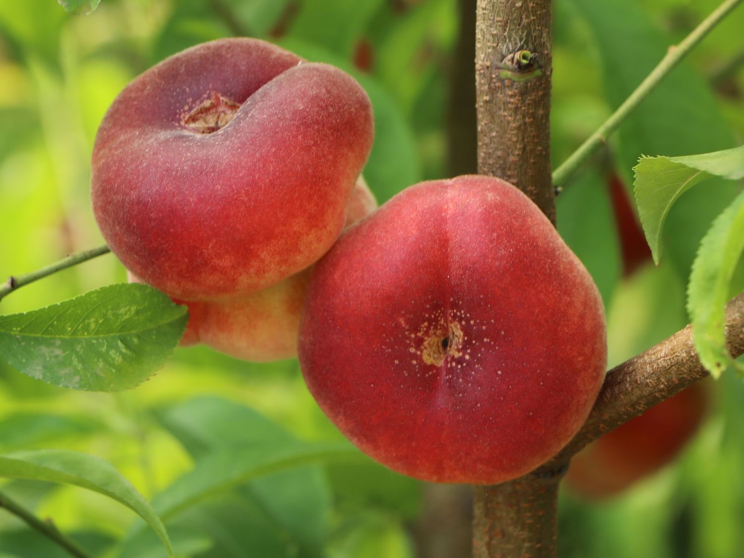Tellerpfirsich / Plattpfirsich - Prunus persica