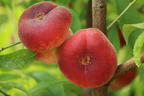 Tellerpfirsich / Plattpfirsich - Prunus persica