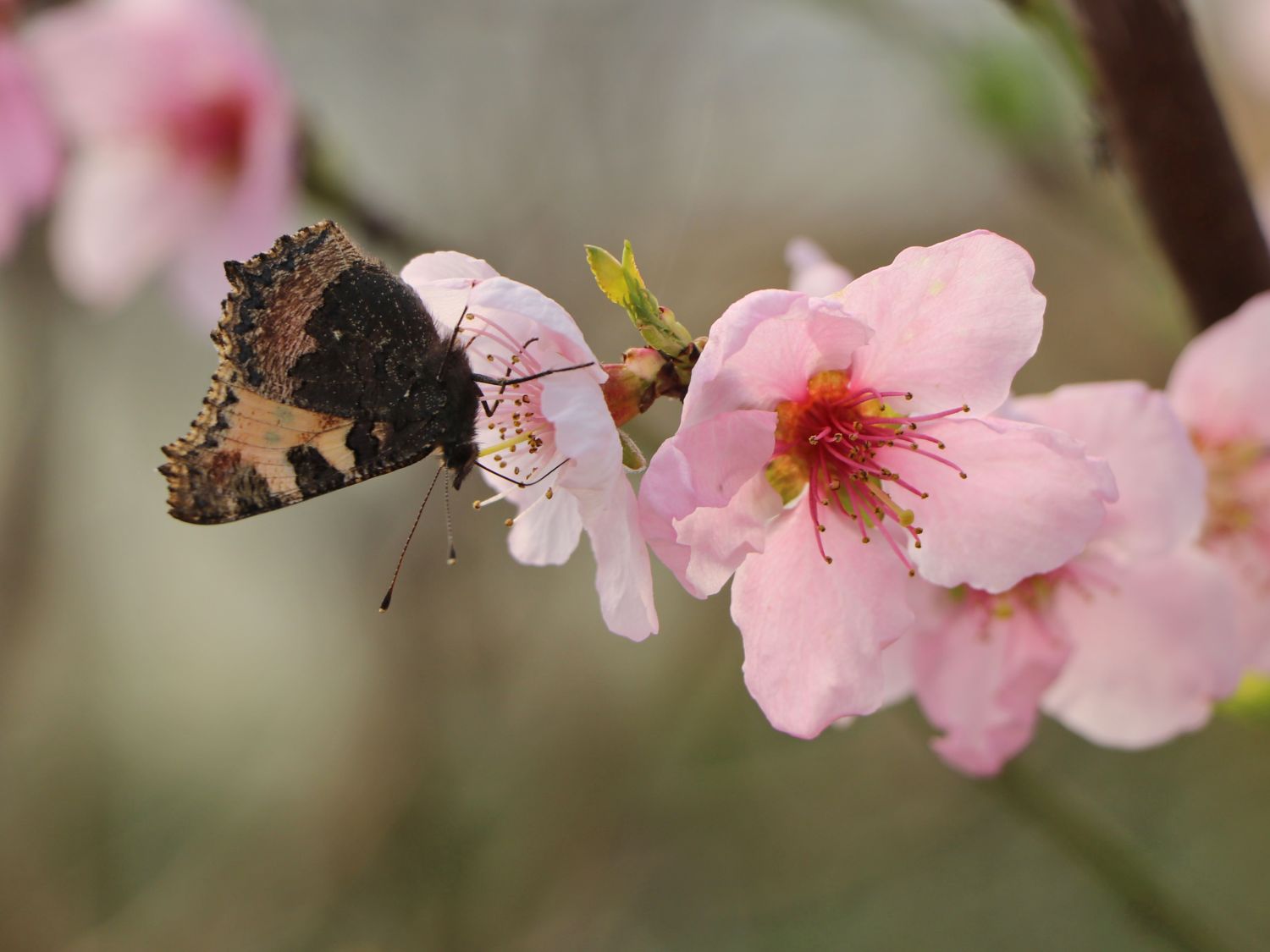 Pfirsich 'Wunder von Perm' - Prunus persica 'Wunder von Perm'