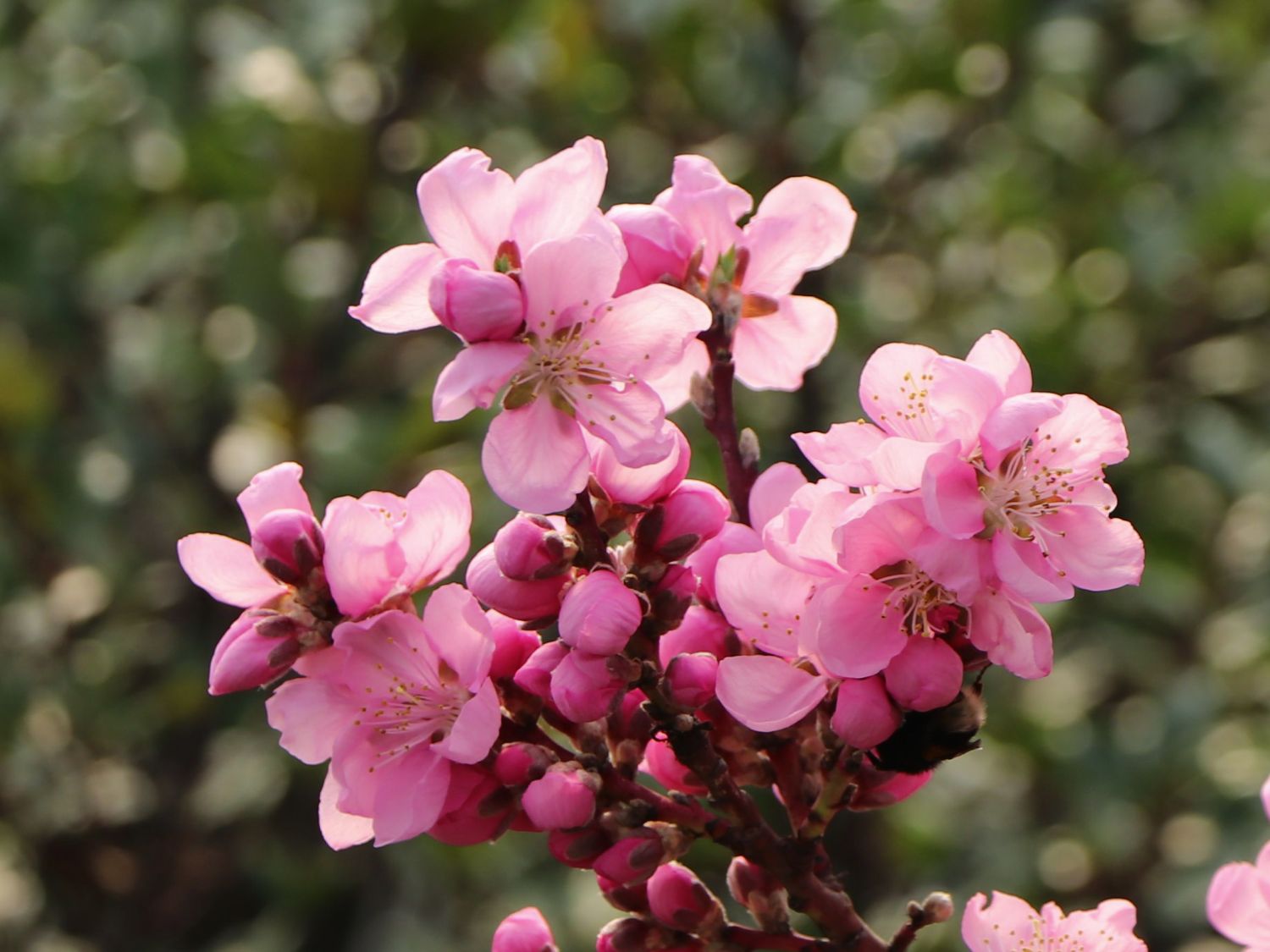 Pfirsich (Zwergform)