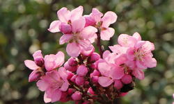 Pfirsich (Zwergform)