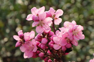 Pfirsich (Zwergform)