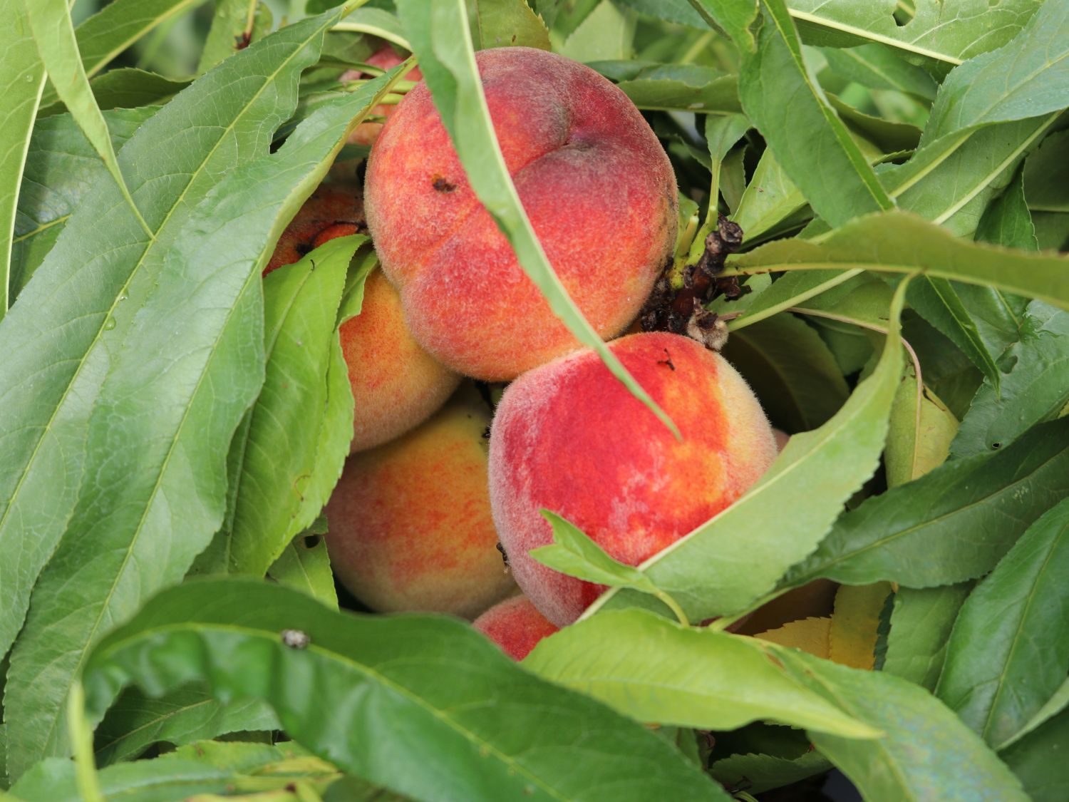 Pfirsich (Zwergform) - Prunus persica var. persica (Zwergform)