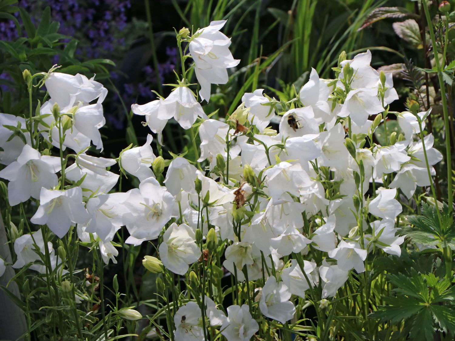 Pfirsichblättrige Glockenblume 'Alba' - Campanula persicifolia 'Alba'