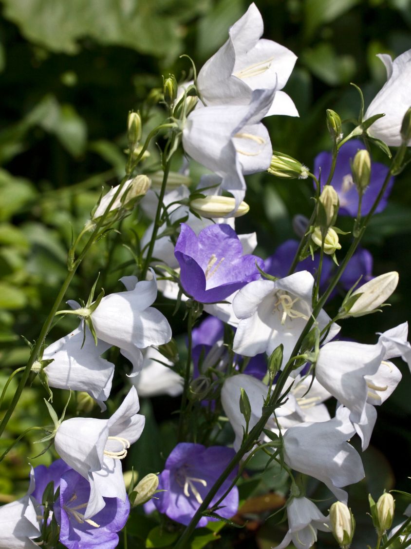 Pfirsichblättrige Glockenblume 'Alba' - Campanula persicifolia 'Alba'