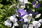 Pfirsichblättrige Glockenblume 'Alba' - Campanula persicifolia 'Alba'