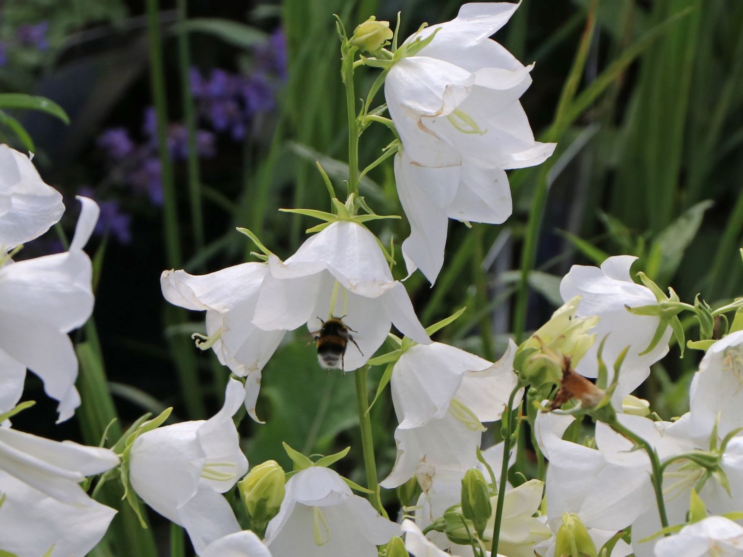 Pfirsichblättrige Glockenblume 'Alba' - Campanula persicifolia 'Alba'