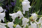 Pfirsichblättrige Glockenblume 'Alba' - Campanula persicifolia 'Alba'
