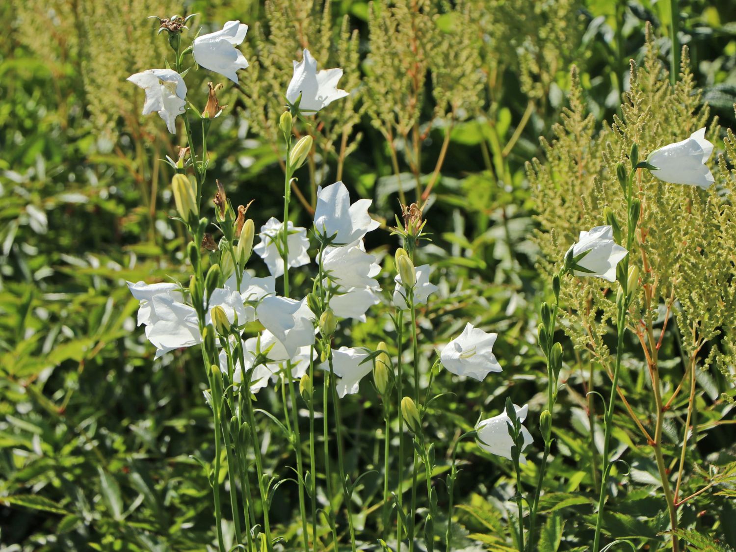 Pfirsichblättrige Glockenblume 'Grandiflora Alba'