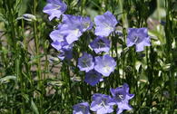 Pfirsichblättrige Glockenblume 'Grandiflora Coerulea'