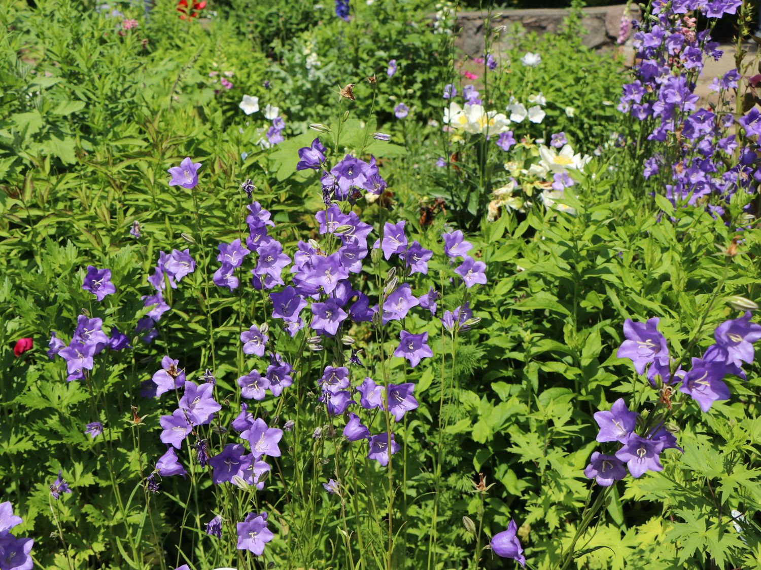 Pfirsichblättrige Glockenblume