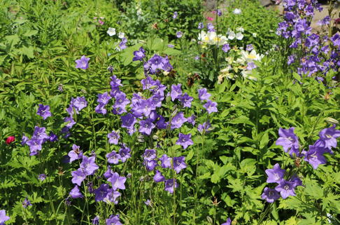 Pfirsichblättrige Glockenblume - Campanula persicifolia