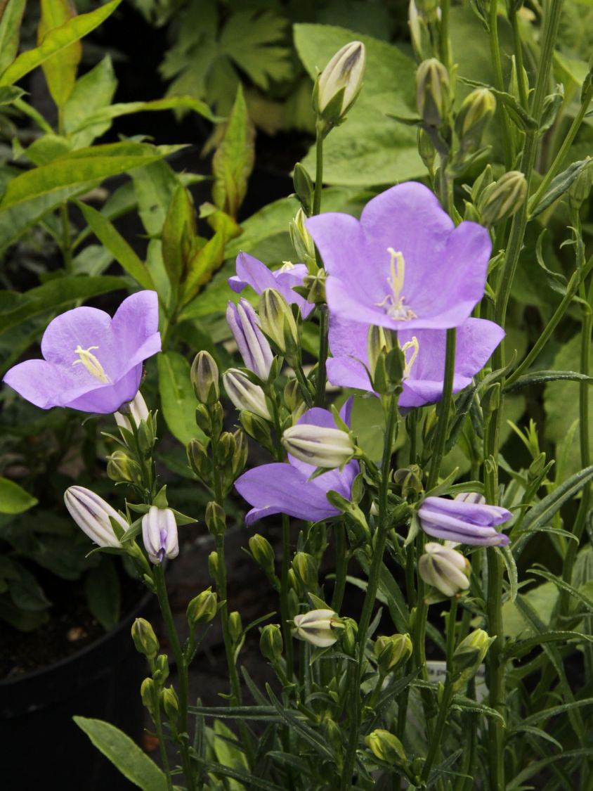 Pfirsichblättrige Glockenblume 'Takion Blue'