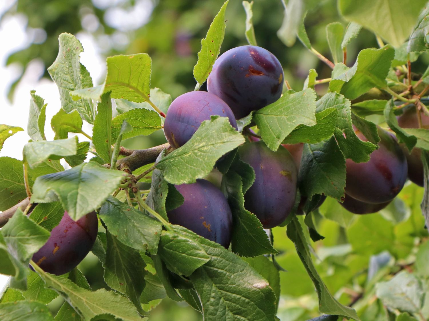 Pflaume 'Artländer Zuckerpflaume'