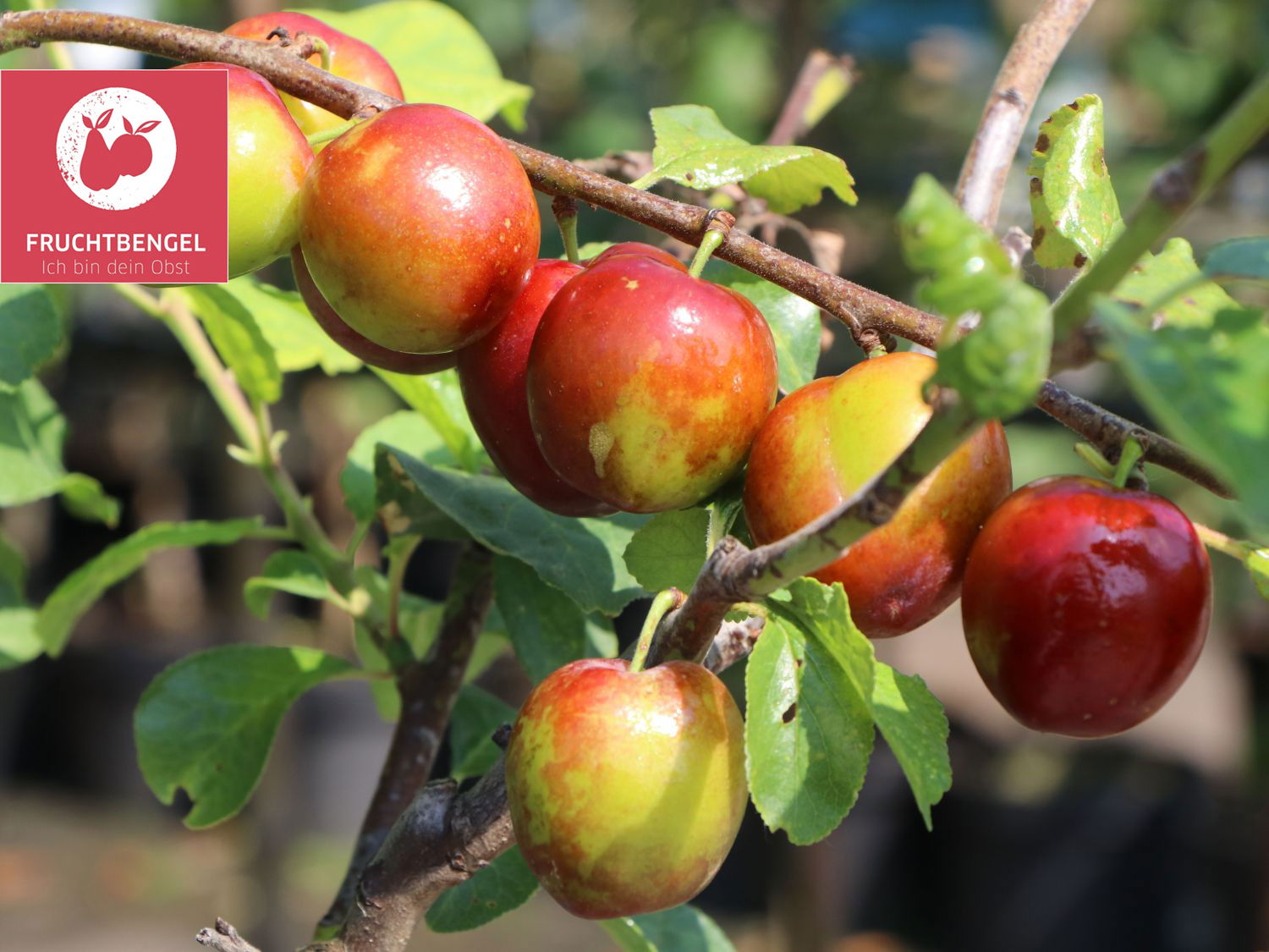 Pflaume &amp;#39;Königin Viktoria&amp;#39; Fruchtbengel ® - Prunus domestica &amp;#39;Königin ...