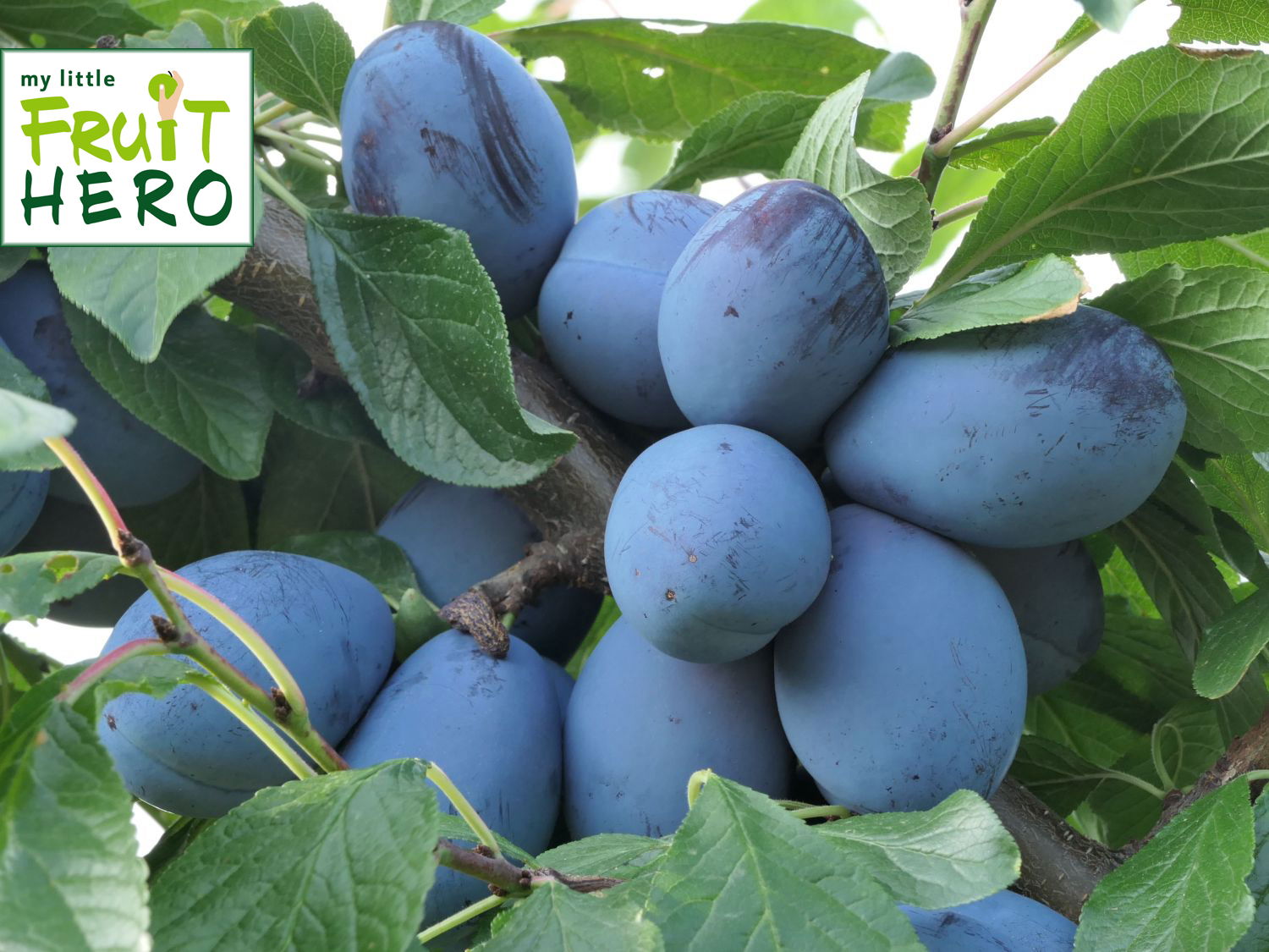 Pflaume my little FRUIT HERO ® 'Sankt Hubertus'