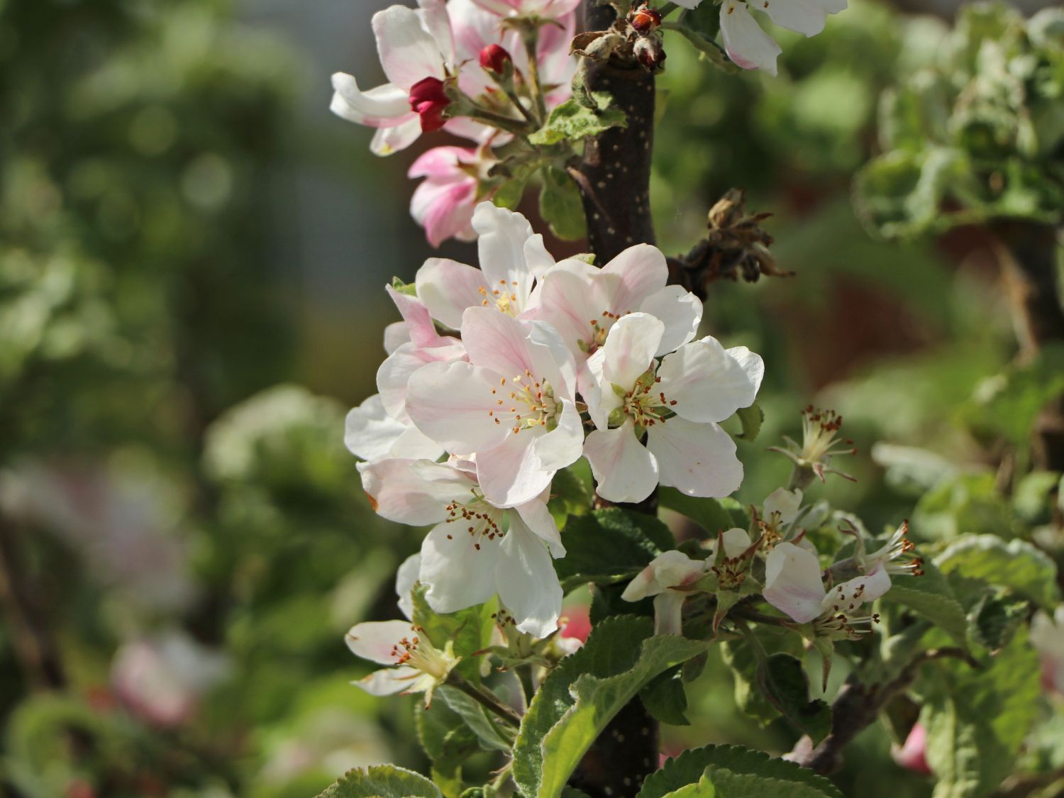 Pillnitzer Säulenapfel 'PiCol1' - Malus domestica 'PiCol1'