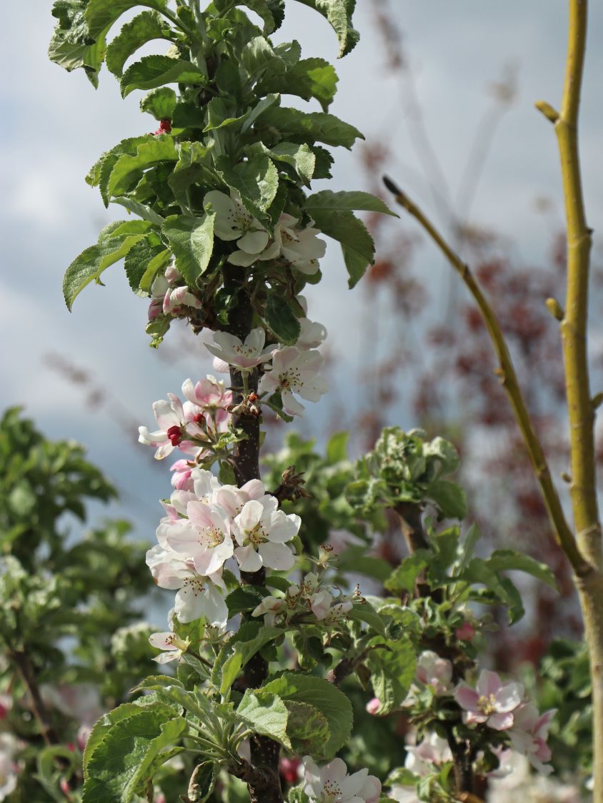 Pillnitzer Säulenapfel 'PiCol1' - Malus domestica 'PiCol1'