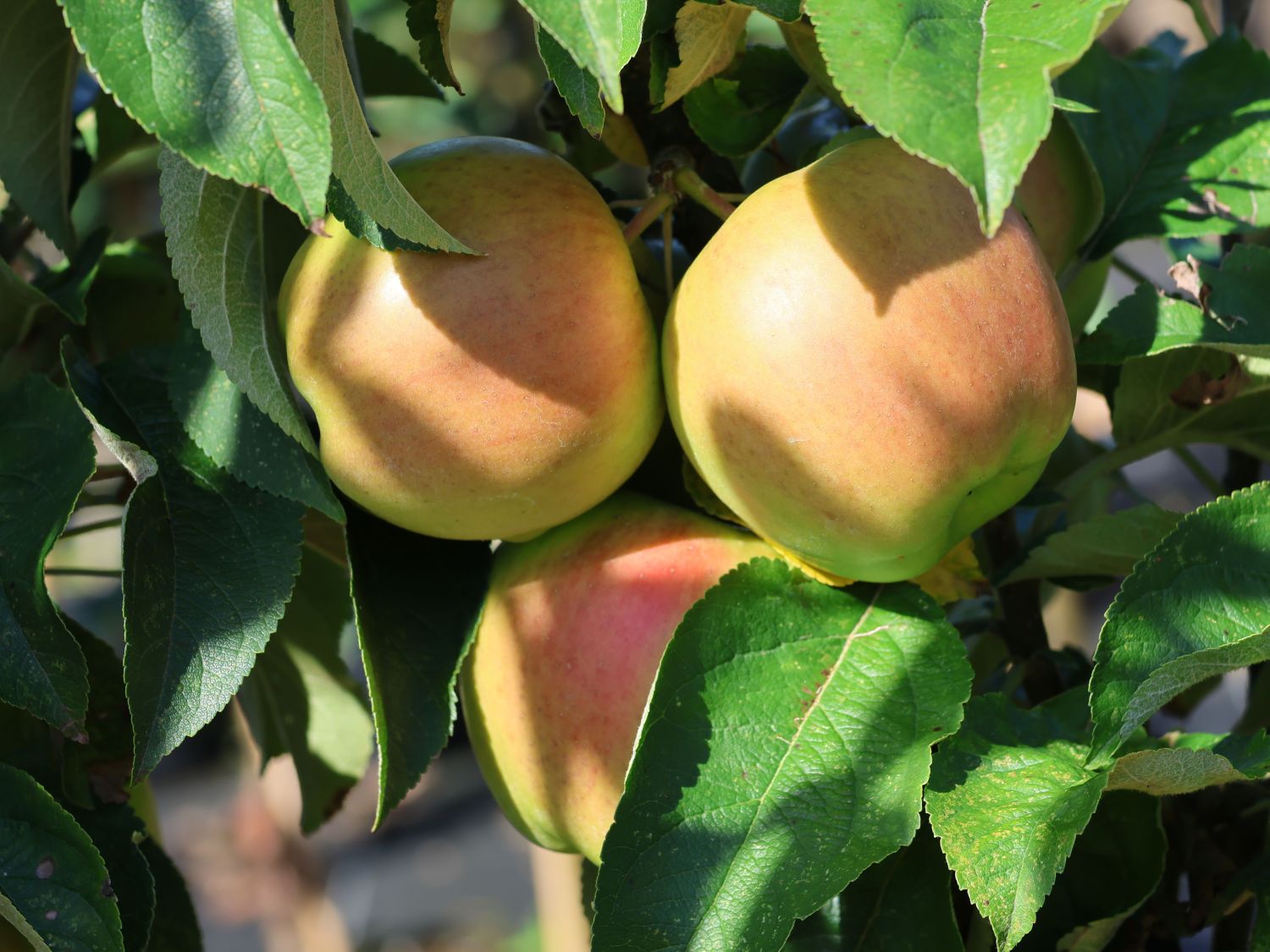 Pillnitzer Säulenapfel 'PiCol1' - Malus domestica 'PiCol1'