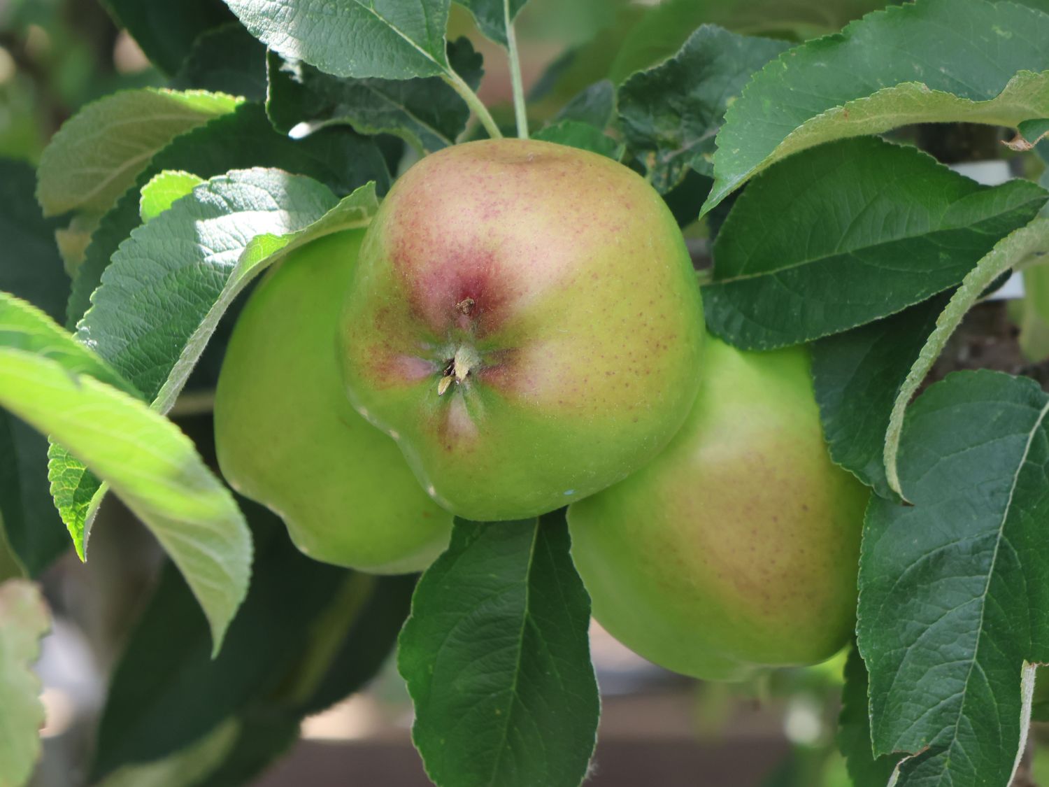Pillnitzer Säulenapfel 'PiCol1' - Malus domestica 'PiCol1'