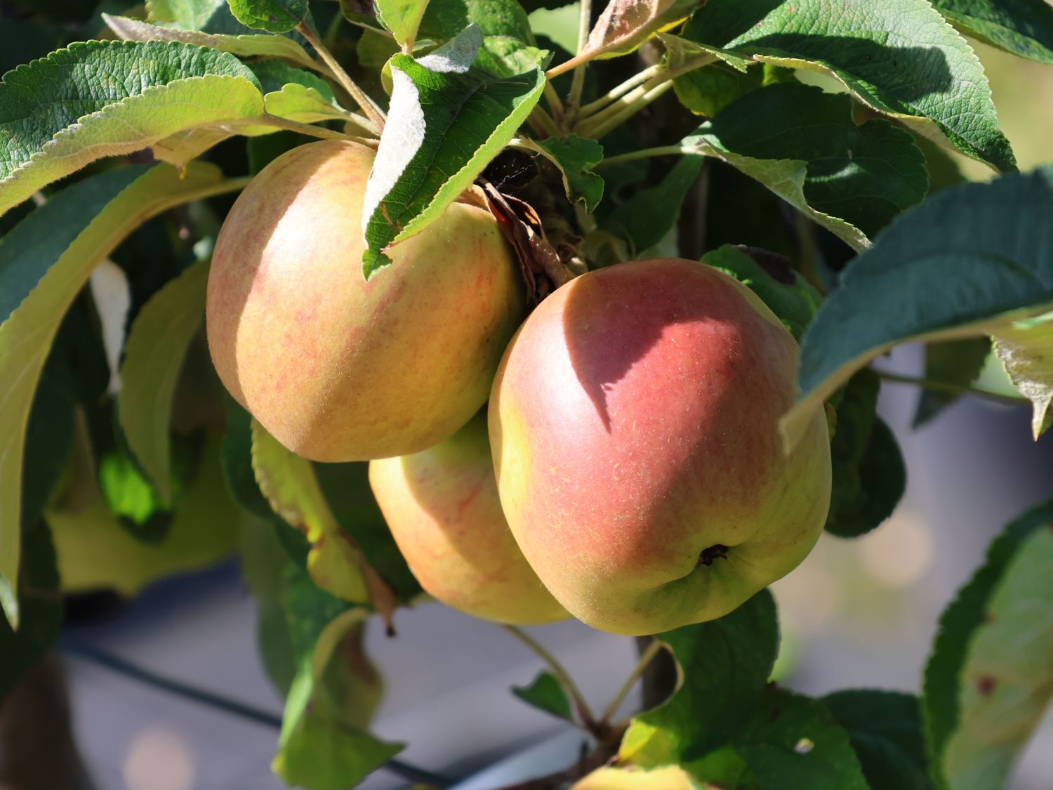 Pillnitzer Säulenapfel 'PiCol1' - Malus domestica 'PiCol1'