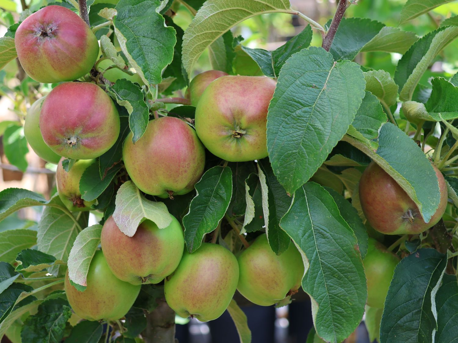 Pillnitzer Säulenapfel 'PiCol1' - Malus domestica 'PiCol1'
