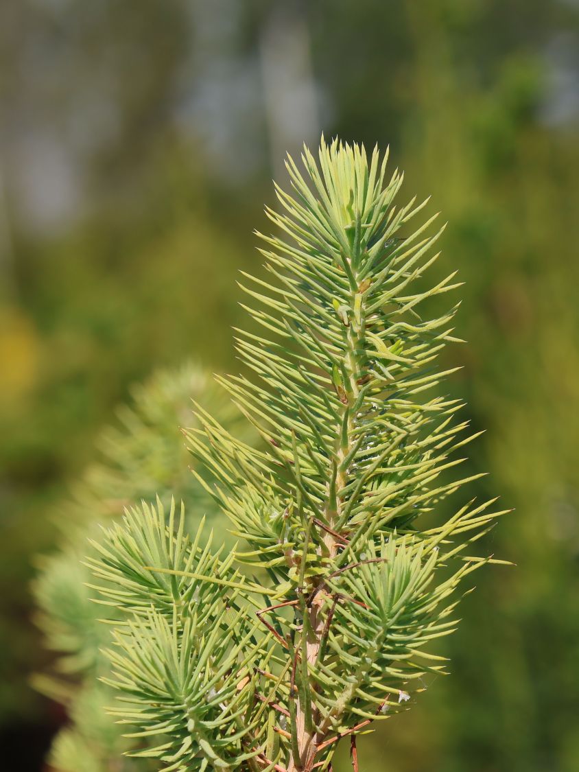 Pinie Pinus pinea Baumschule Horstmann