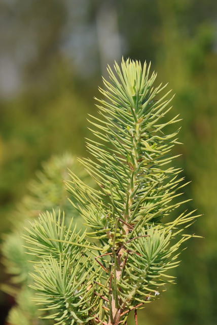 Pinie Pinus pinea Baumschule Horstmann