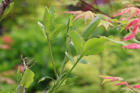 Pistazie 'Peter' - Pistacia vera 'Peter'