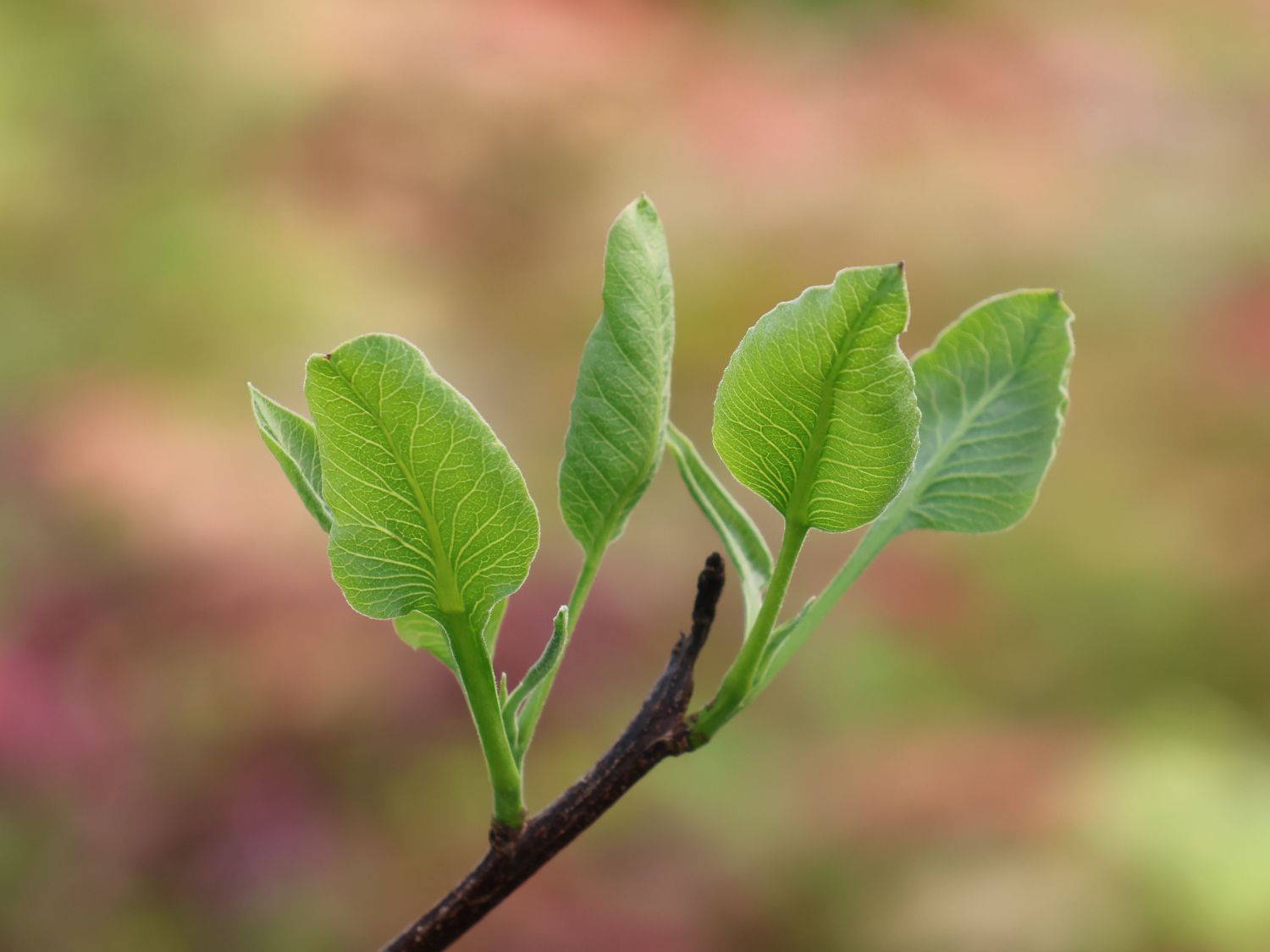 Pistazien (Pistacia)
