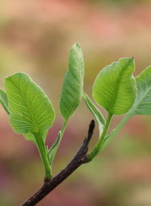 Pistazien (Pistacia)