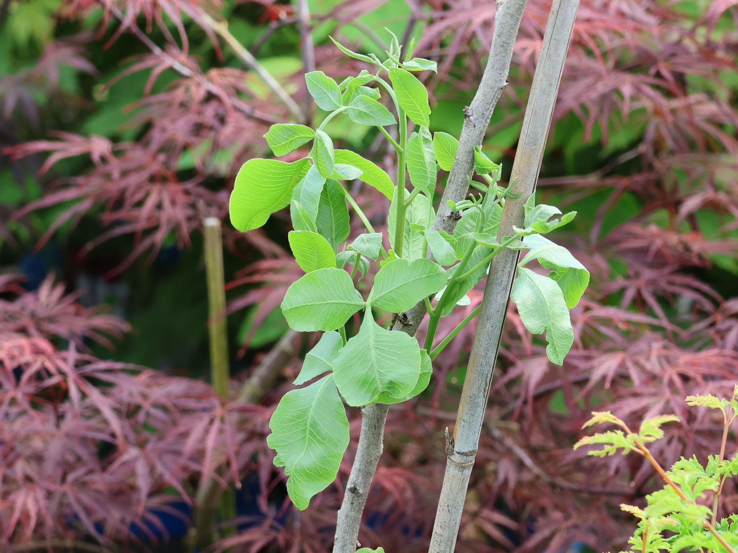 Pistazie 'Peter' - Pistacia vera 'Peter'