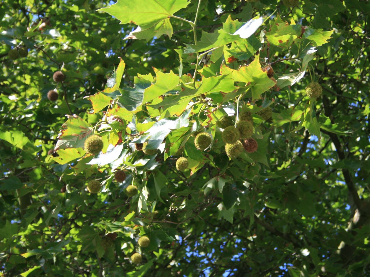 Platanen (Platanus)