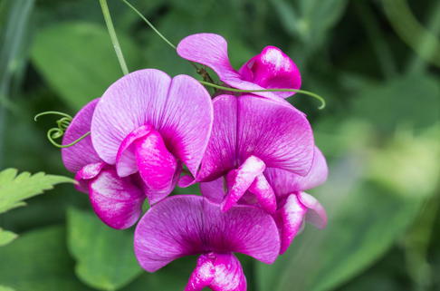 Platterbse 'Rote Perle' - Lathyrus latifolius 'Rote Perle'
