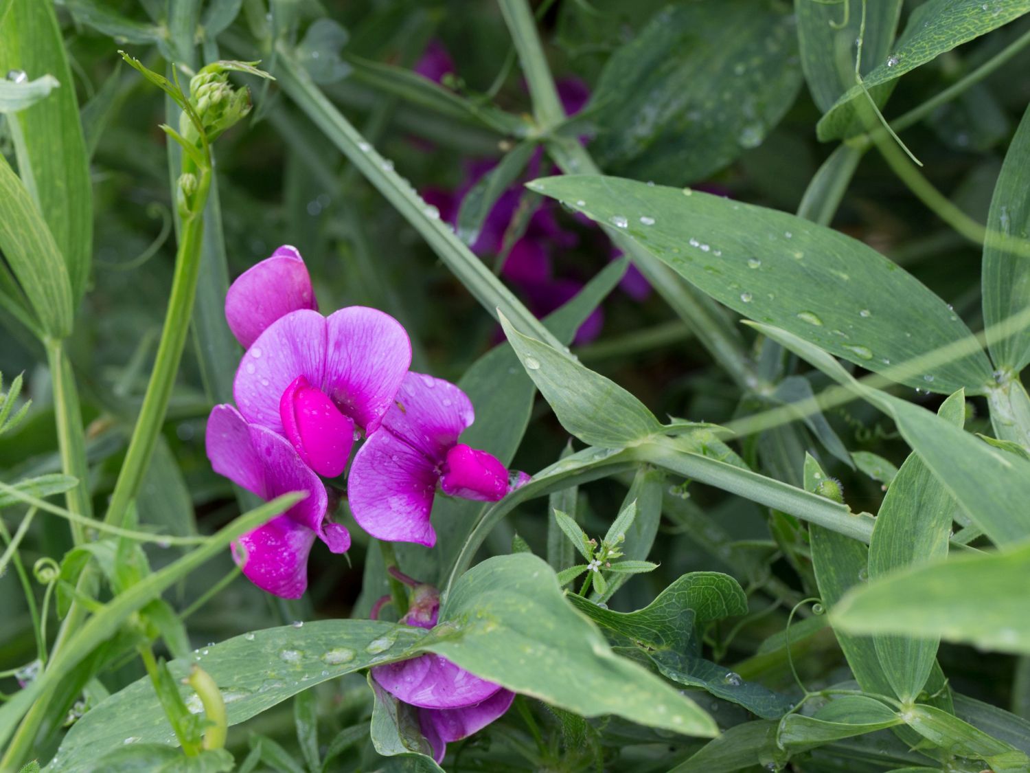 Platterbsen (Lathyrus)