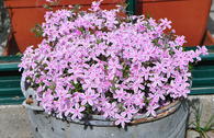 Polster-Flammenblume 'Kimono Pink-White'