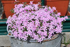 Polster-Flammenblume 'Kimono Pink-White'
