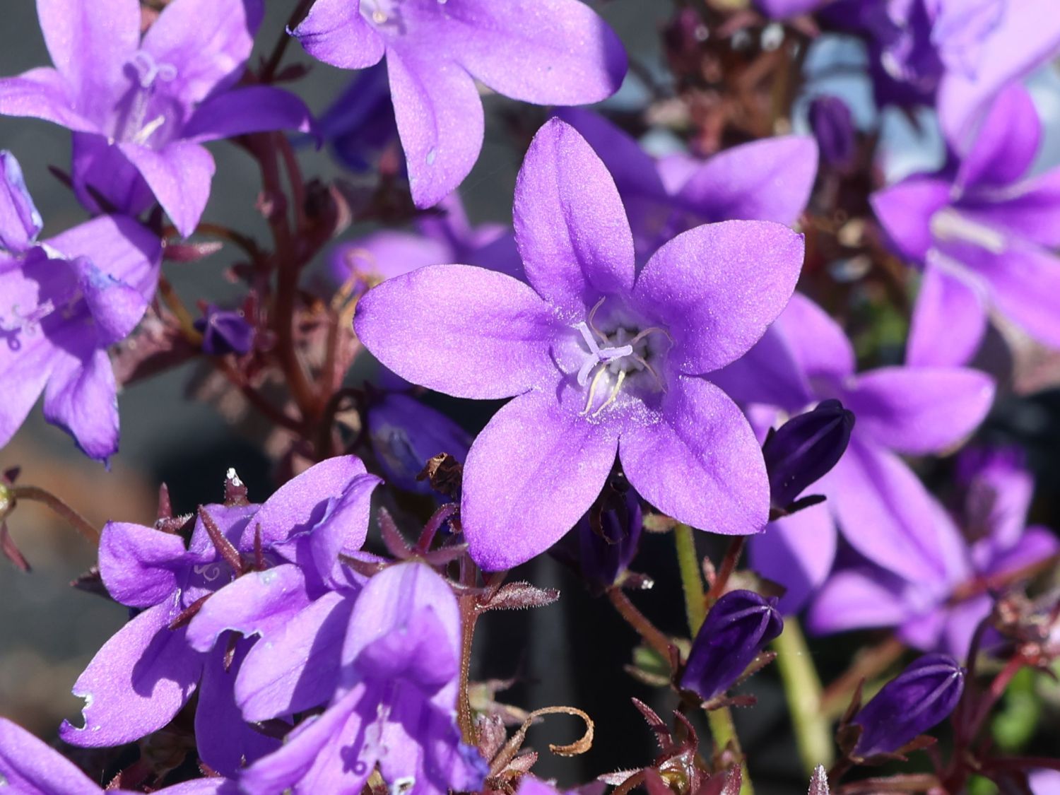 Polster-Glockenblume 'Catharina'