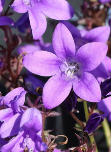Polster-Glockenblume 'Catharina'