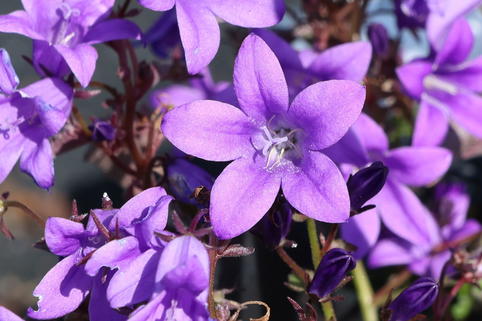 Polster-Glockenblume 'Catharina' - Campanula portenschlagiana 'Catharina'