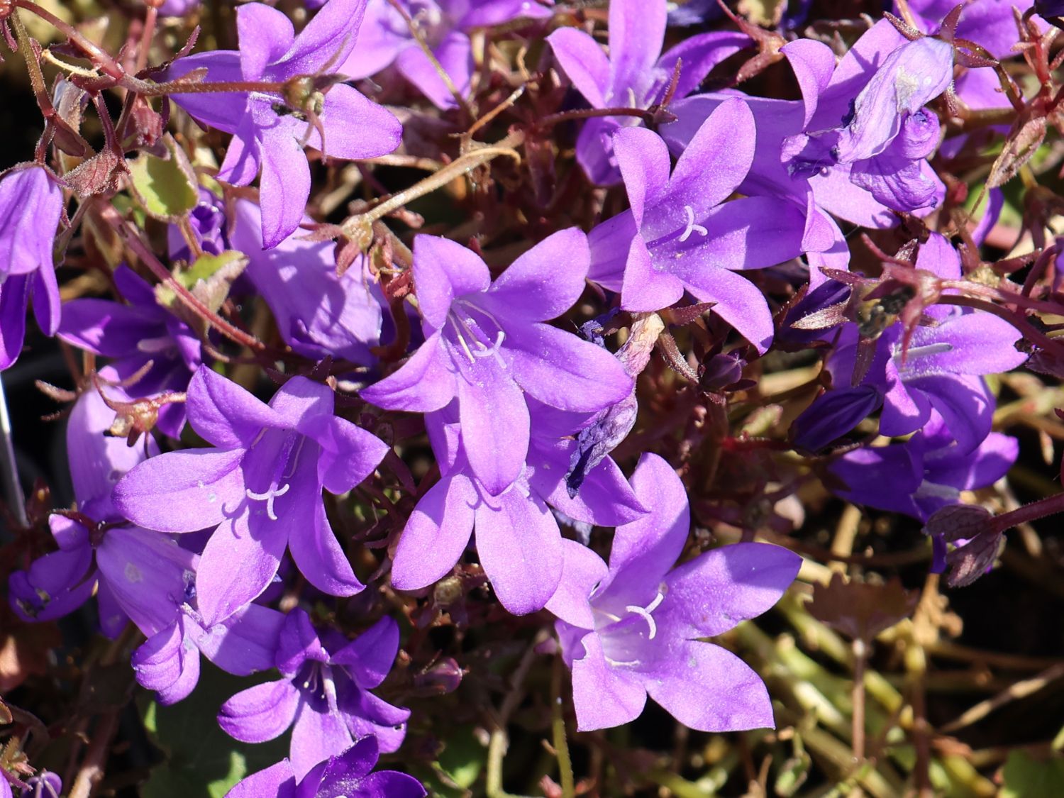 Polster-Glockenblume 'Catharina' - Campanula portenschlagiana 'Catharina'