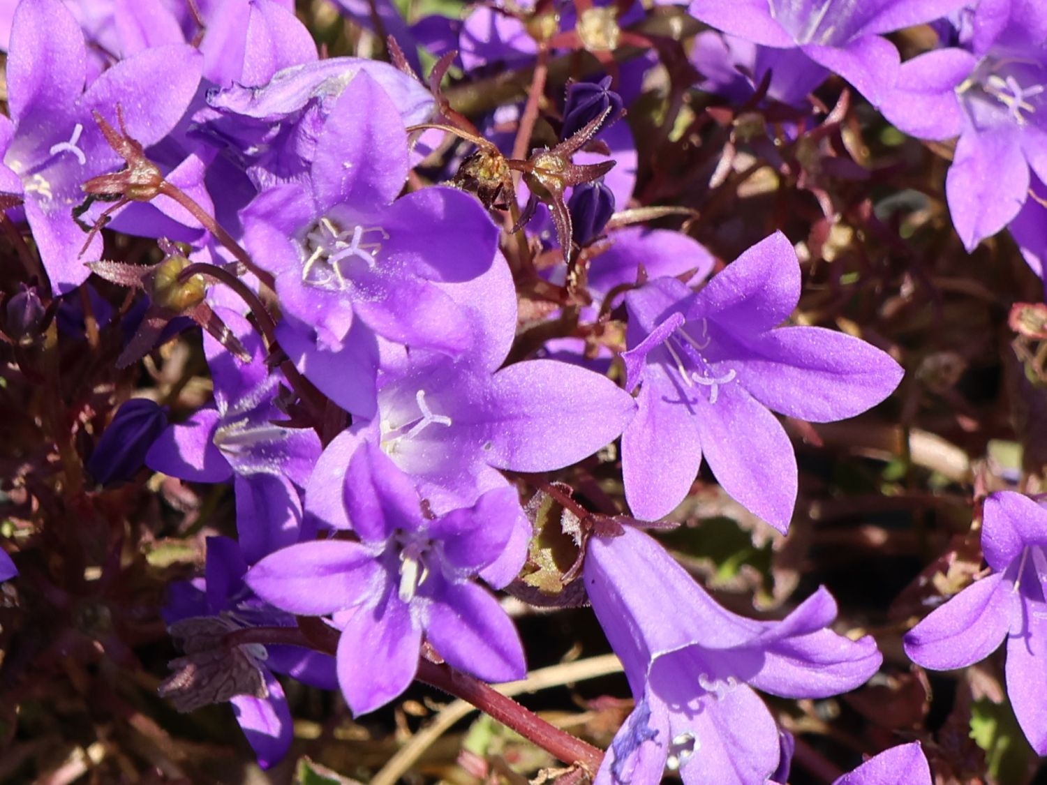 Polster-Glockenblume 'Catharina' - Campanula portenschlagiana 'Catharina'