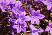 Polster-Glockenblume 'Catharina' - Campanula portenschlagiana 'Catharina'